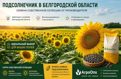 Семена подсолнечника в Белгородской области