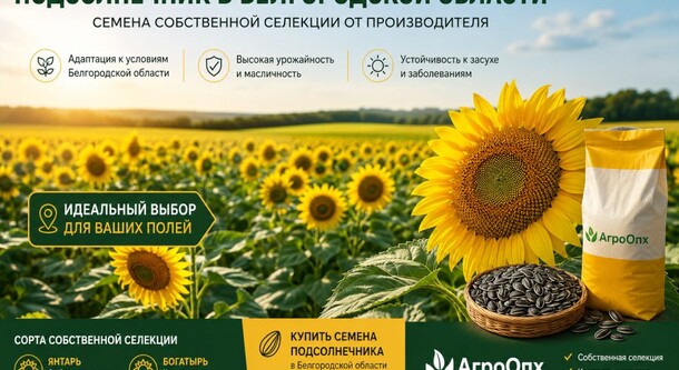 Семена подсолнечника в Белгородской области