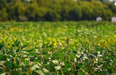 Как купить семена подсолнечника и сои оптом от производителя
