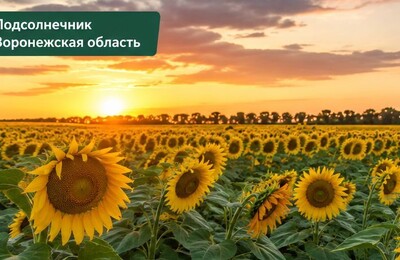 Семена подсолнечника оптом в Воронежской области